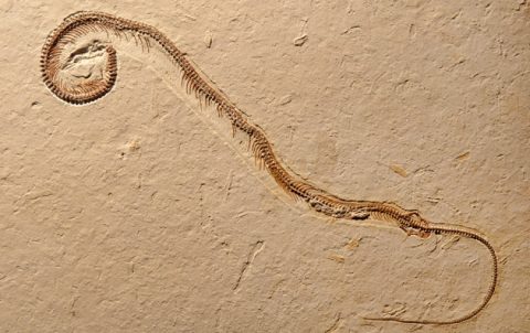 ４本足のヘビの化石