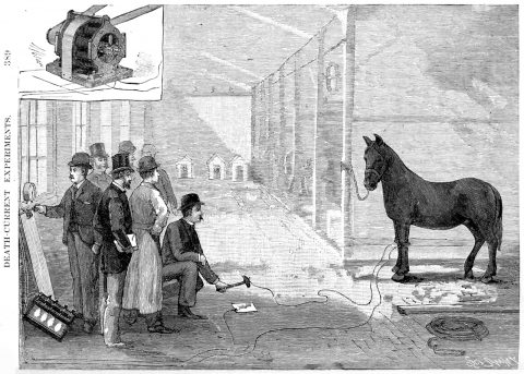 馬の処刑